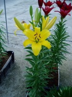 [1714 GoldenEra Mak No02.JPG]